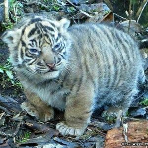 Meet your Posher, Billy